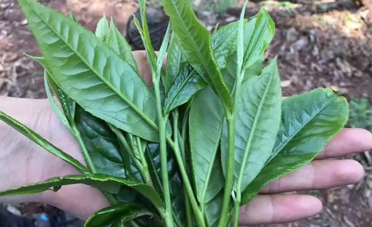 茶葉是樹的葉子嗎?茶葉不僅是茶樹上的葉子,更是千年文化的傳承