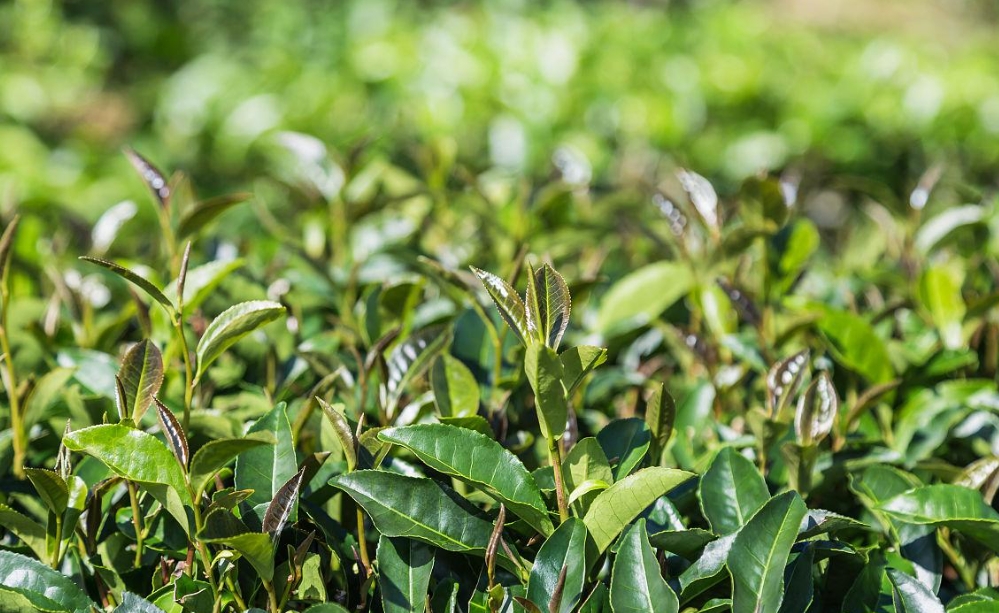 茶葉是樹的葉子嗎?茶葉不僅是茶樹上的葉子,更是千年文化的傳承