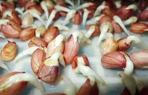 發(fā)芽的花生竟成健康新寵,你還在浪費這天然營養(yǎng)源嗎?