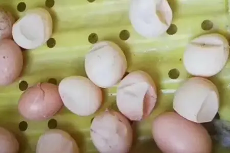 蛋雞界的‘軟肋’曝光:蛋雞產軟殼蛋背后的營養失衡與飼養策略。