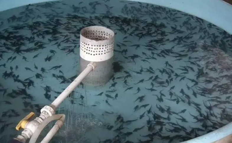 淡水魚育苗黑科技:基因選育技術+生態模擬方法,培育優質魚苗引領產業升級