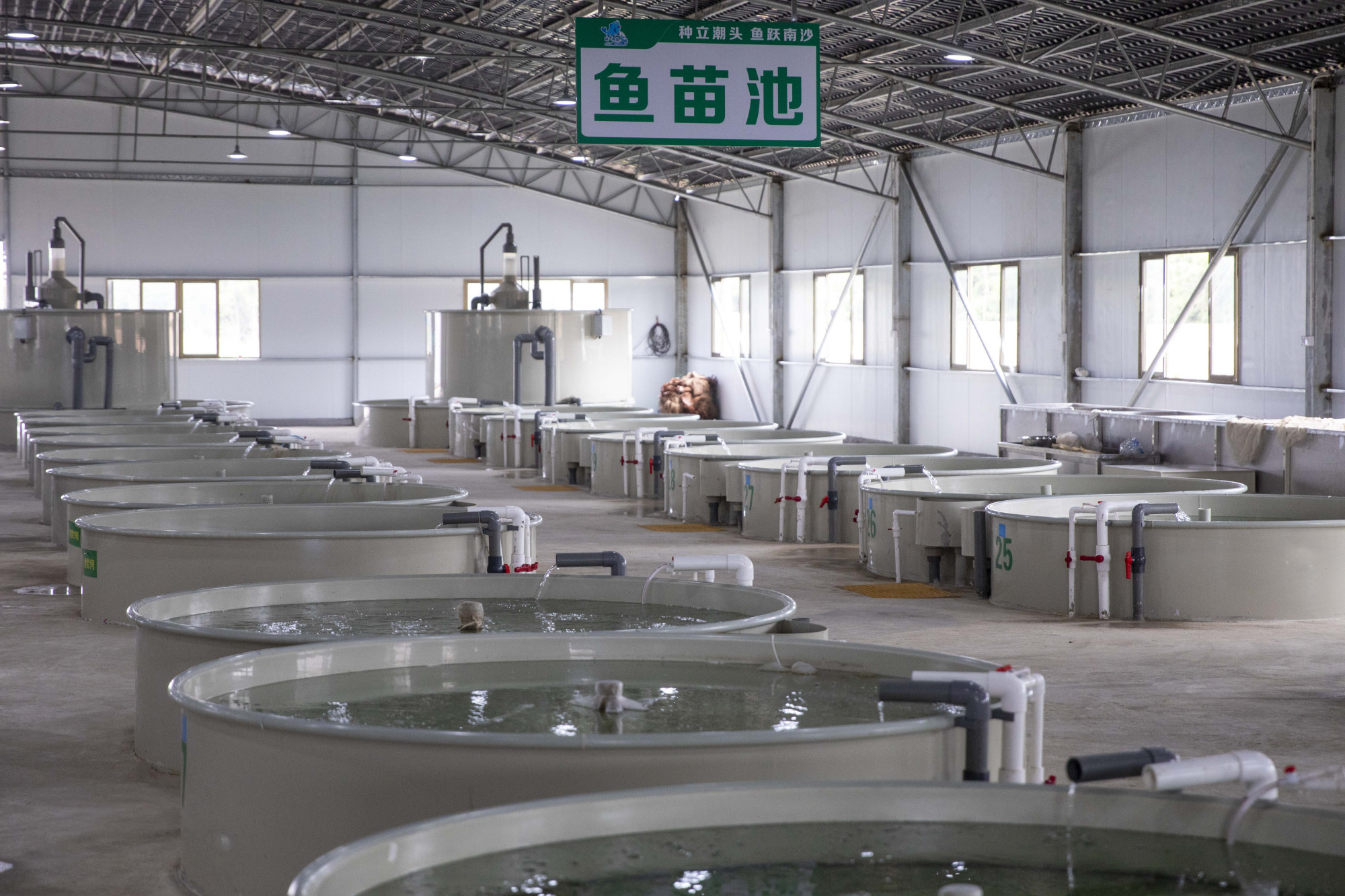 淡水魚育苗黑科技:基因選育技術+生態模擬方法,培育優質魚苗引領產業升級
