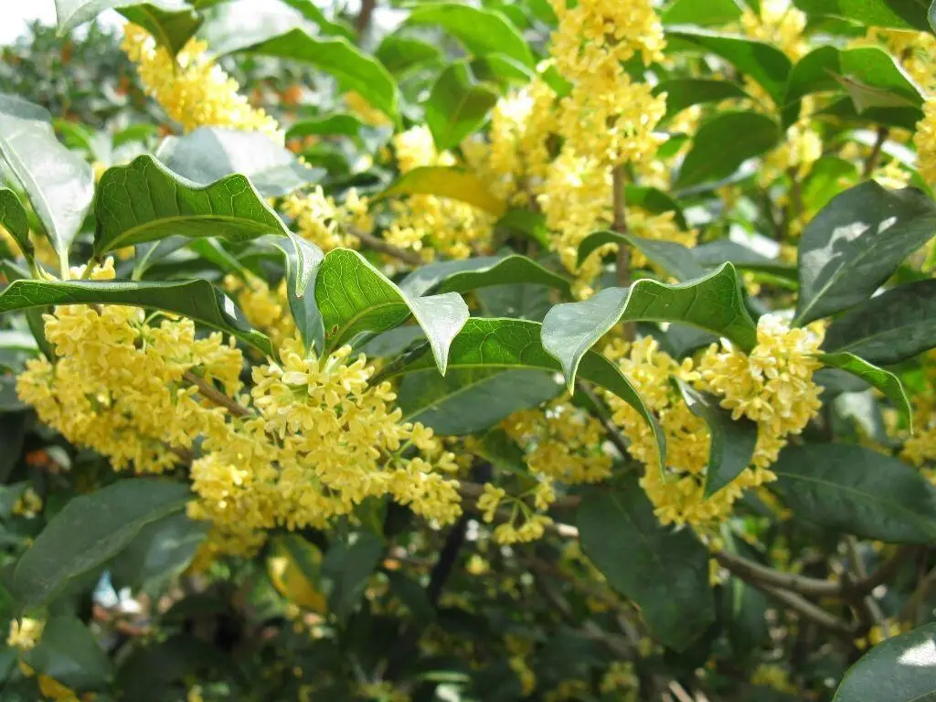 桂花什么時候開花?絕對不能錯過的桂花金秋盛宴香滿園