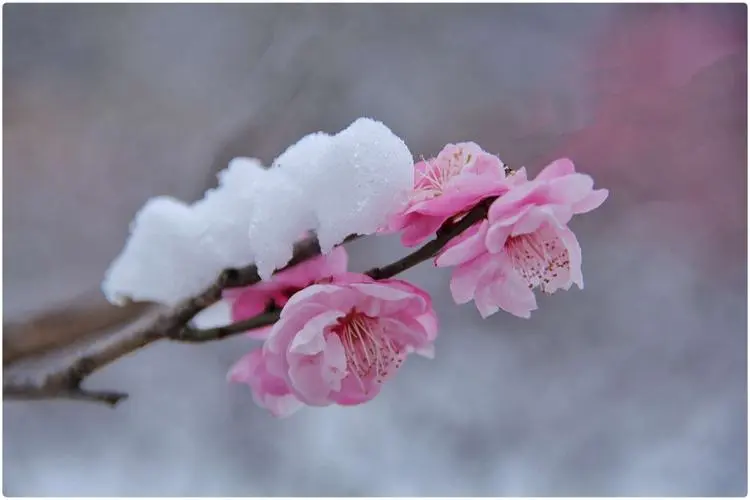 梅花不僅香自苦寒來,梅花更能結出意想不到的美味果實?
