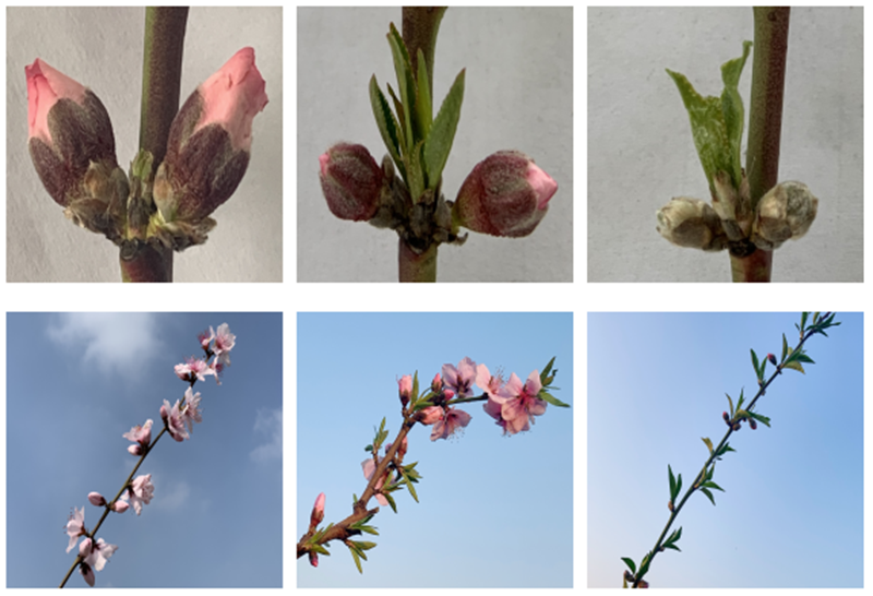 春日花語新發現:桃花是單花芽還是復花芽之謎,解開自然密碼
