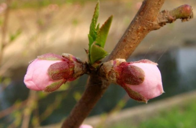 春日花語新發現:桃花是單花芽還是復花芽之謎,解開自然密碼