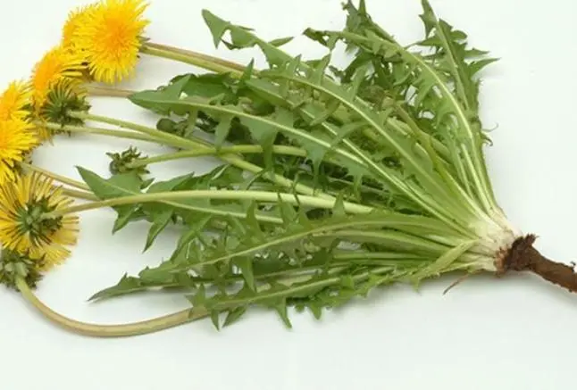 蒲公英從路邊野草到珍貴中藥材:華麗轉身自然界的中藥瑰寶!