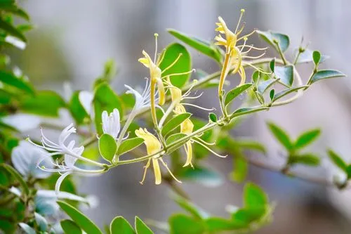 金銀花幾月份開花最多?金銀花開,香滿人間的絢爛時刻!
