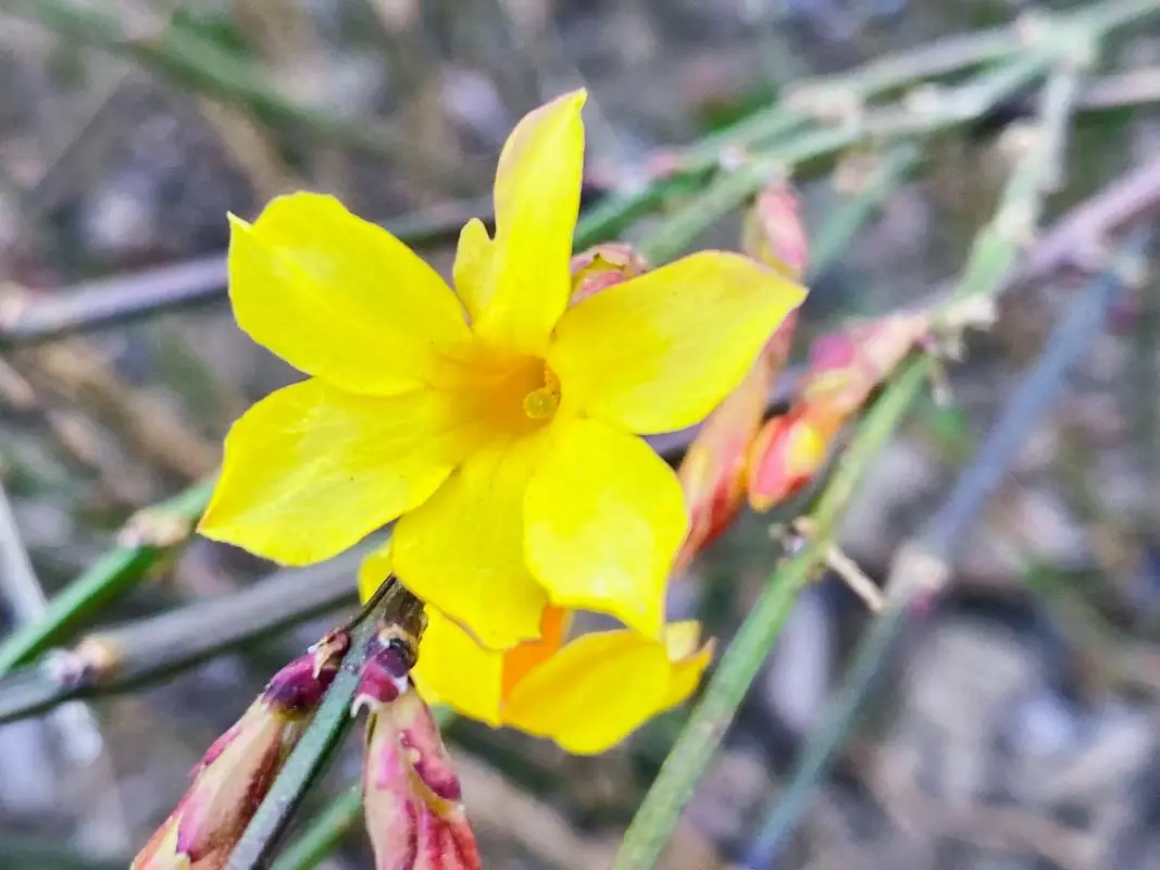 迎春綻放,色彩斑斕:一探迎春花的樣子、氣味及其獨(dú)特生態(tài)之美!