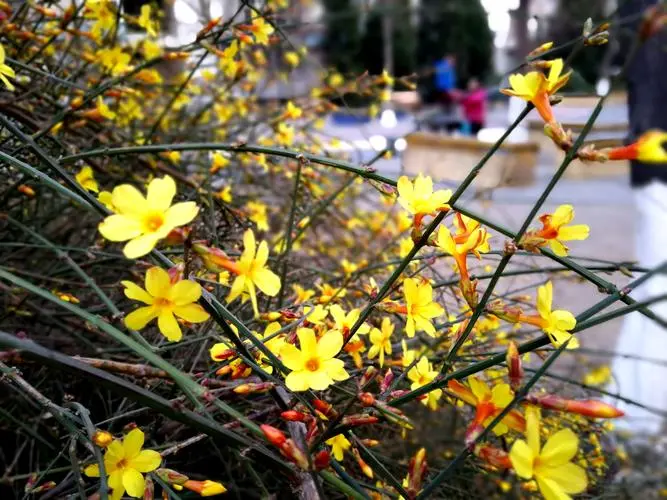 迎春綻放,色彩斑斕:一探迎春花的樣子、氣味及其獨(dú)特生態(tài)之美!