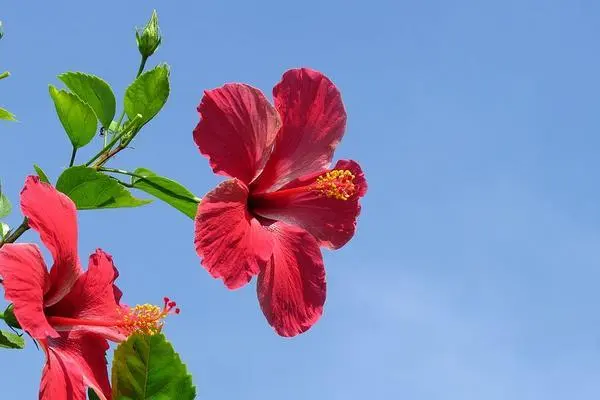 扶桑花的秘密花語:傳遞愛與希望的美麗信使
