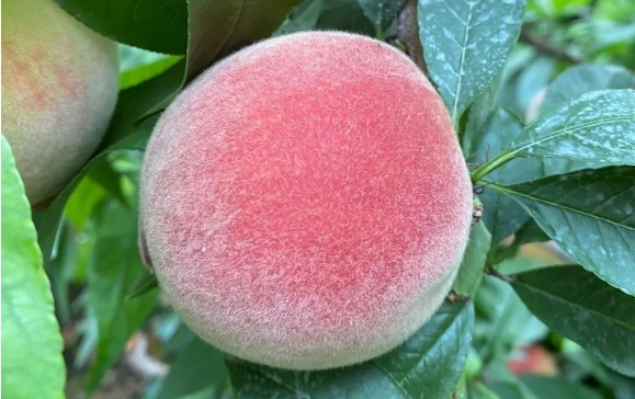 水蜜桃為什么會(huì)長(zhǎng)絨毛?是自然界的奇異進(jìn)化還是果農(nóng)的魔法?