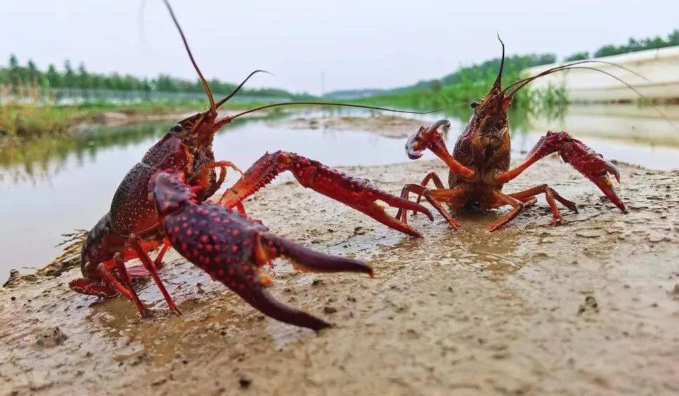 小龍蝦竟然不是海鮮?海鮮界的‘偽裝者’-小龍蝦的神秘身份與美食魅力