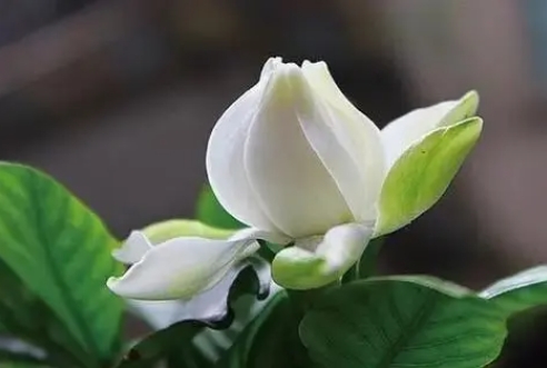 梔子花年度開(kāi)花大揭秘！突破常識(shí)，看它如何四季芬芳！