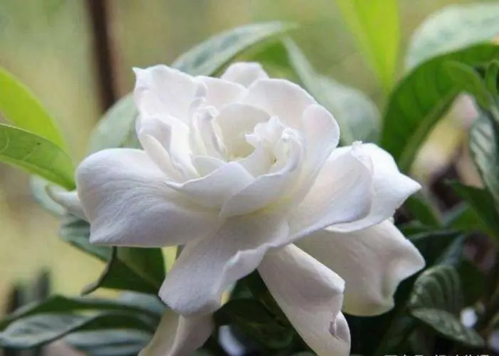 梔子花年度開花大揭秘!突破常識,看它如何四季芬芳!