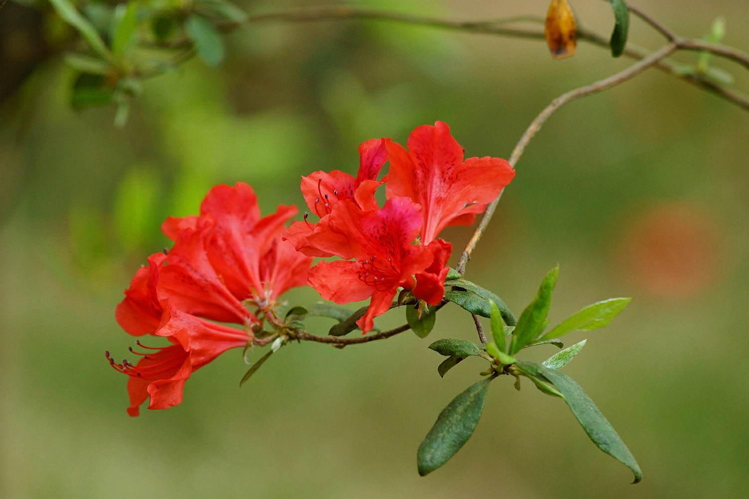 杜鵑花為何得名?一場(chǎng)關(guān)于歷史傳說(shuō)與人文寓意的深度對(duì)話(huà)!