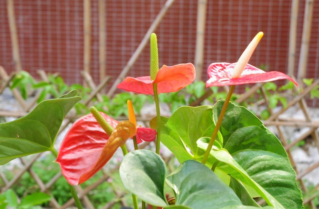 室內(nèi)也能養(yǎng)出繁花似錦?紅掌花的家養(yǎng)秘訣大公開!