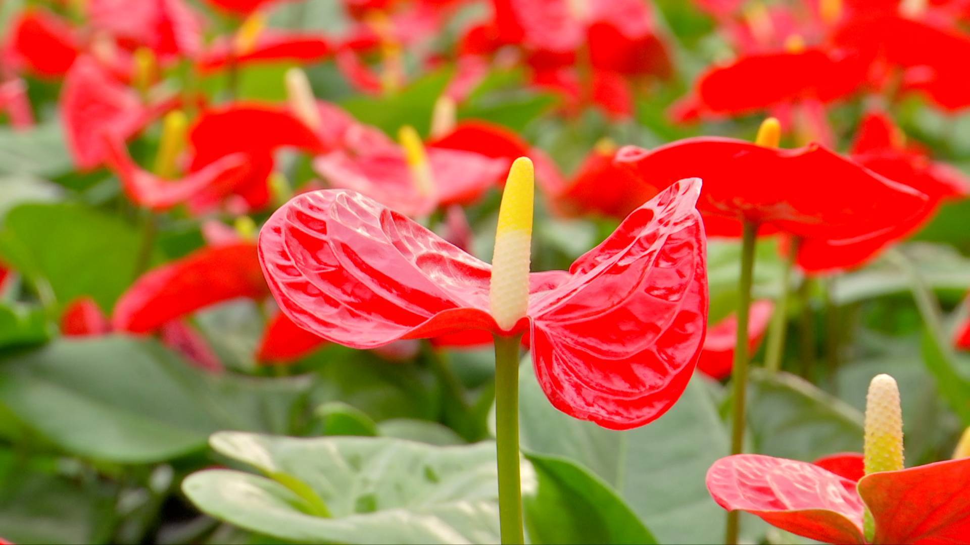 室內(nèi)也能養(yǎng)出繁花似錦?紅掌花的家養(yǎng)秘訣大公開!