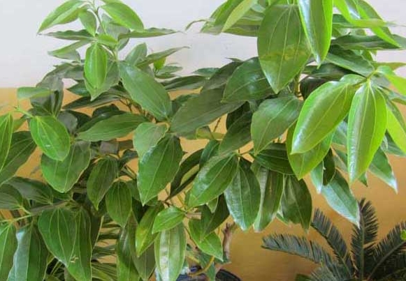 <b>平安樹隱藏的香味氛圍秘密，你聞所未聞的清新奇跡</b>