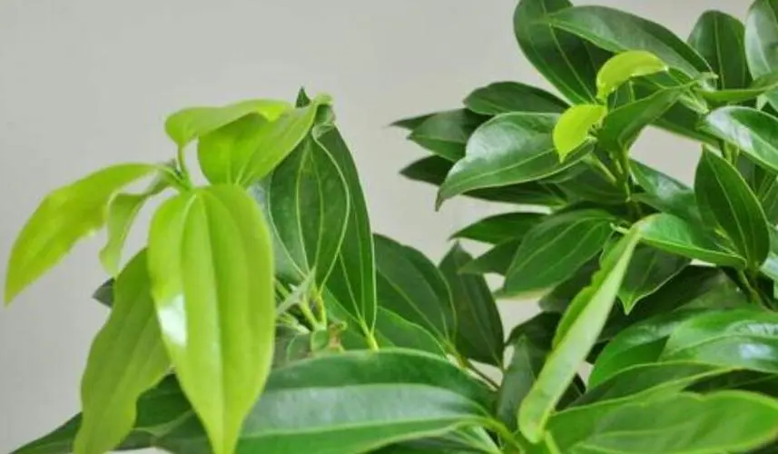 平安樹(shù)隱藏的香味氛圍秘密,你聞所未聞的清新奇跡