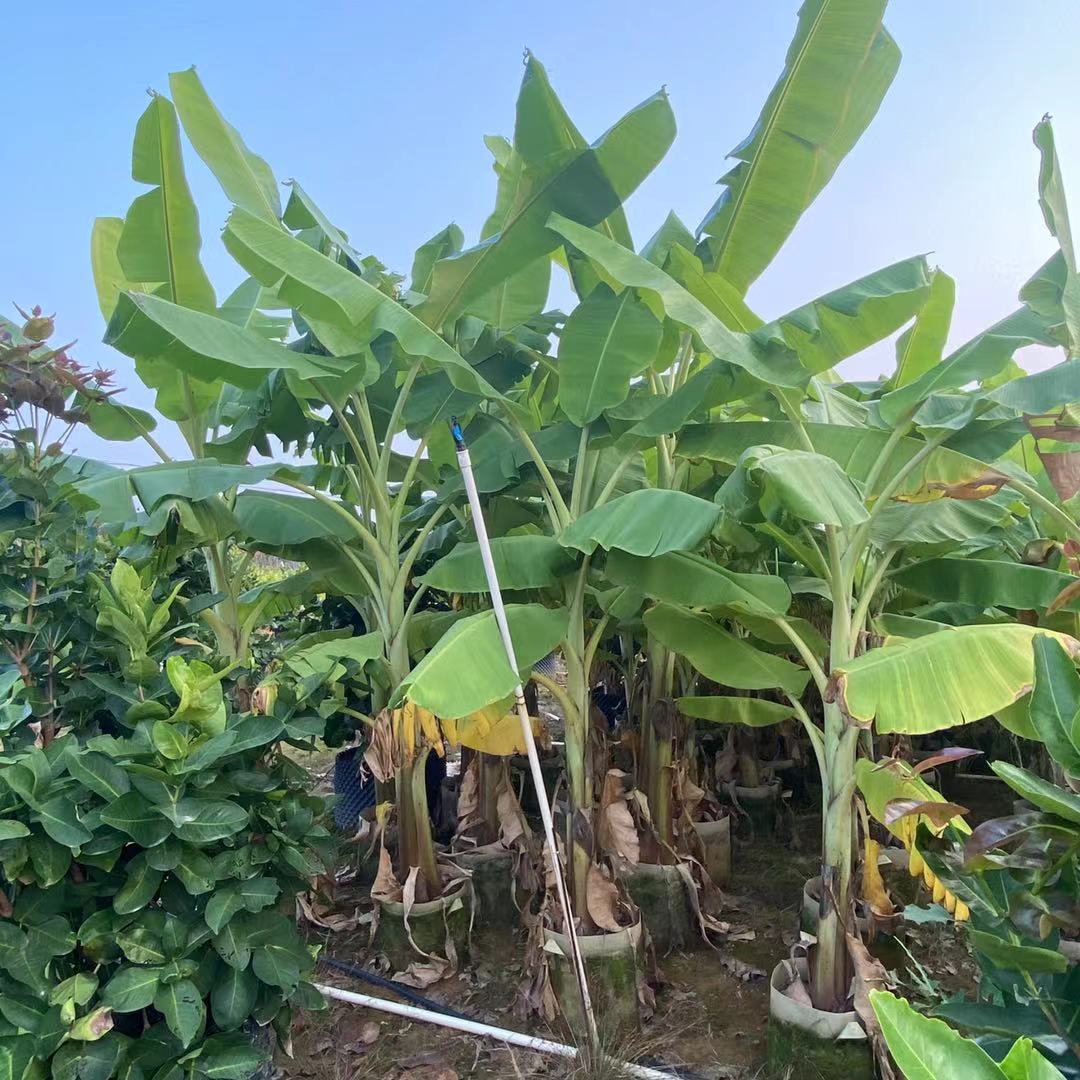 從熱帶雨林到都市花園-芭蕉樹適應(yīng)性超強(qiáng)的綠化新寵