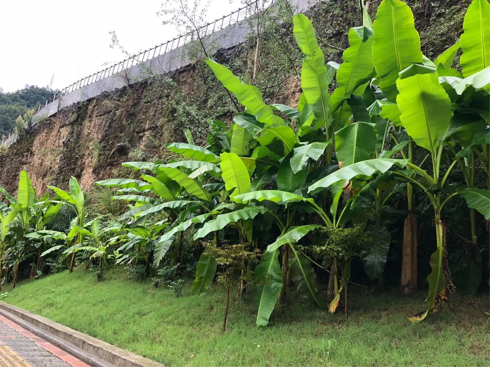 從熱帶雨林到都市花園-芭蕉樹適應(yīng)性超強(qiáng)的綠化新寵