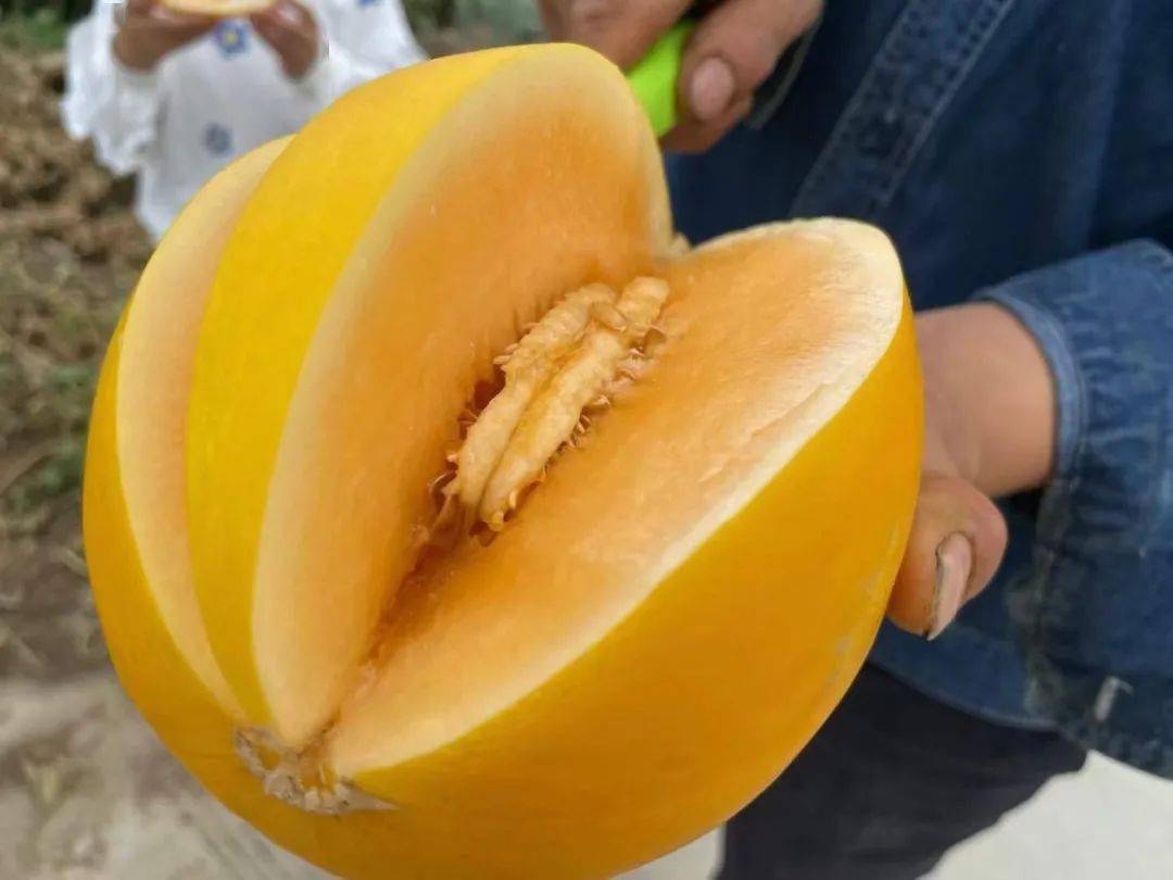掌握黃河蜜瓜挑選方法秘籍,讓你的黃河蜜???????瓜甜到心坎的味蕾盛