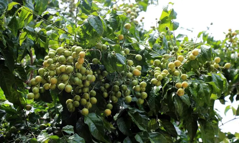 黃皮果樹施肥最佳施肥方案:精準施肥讓果實更甜美產量翻倍!