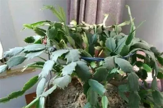 拯救蟹爪蘭葉子干巴巴:揭秘葉子變薄變軟真相,重拾生機秘籍!