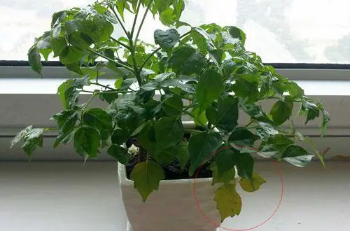 幸福樹黃葉掉葉不可怕,補救妙招,讓愛樹重生!