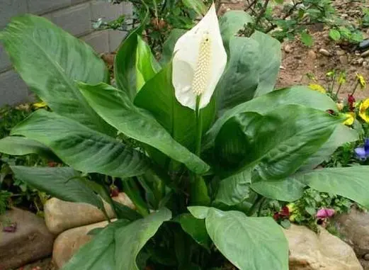 花卉界的‘雙面嬌娃’:一帆風順的美麗與‘毒性’傳說!