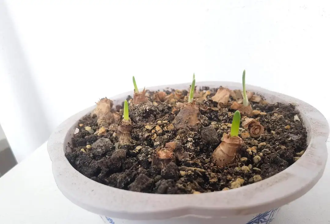 水仙花生長速度大挑戰(zhàn):揭秘最快發(fā)芽開花秘籍。