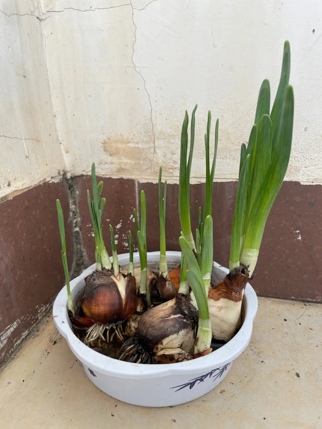 水仙花生長速度大挑戰(zhàn):揭秘最快發(fā)芽開花秘籍。