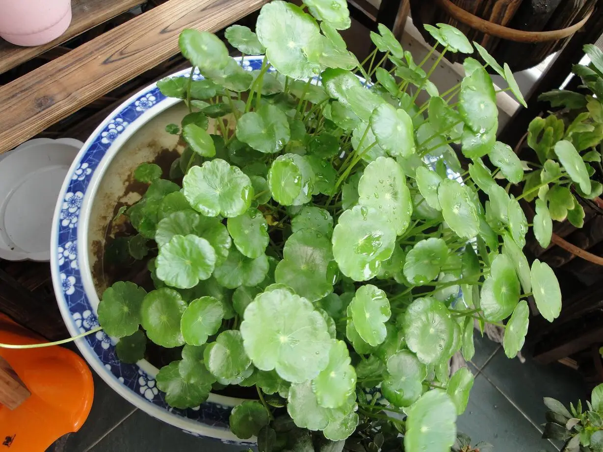 綠色風暴來襲!銅錢草水培爆盆大法,讓家居空間煥發勃勃生機!