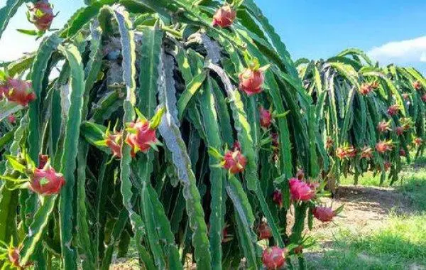 火龍果種植條件揭秘,如何助力偏遠地區變身‘火龍果王國’!