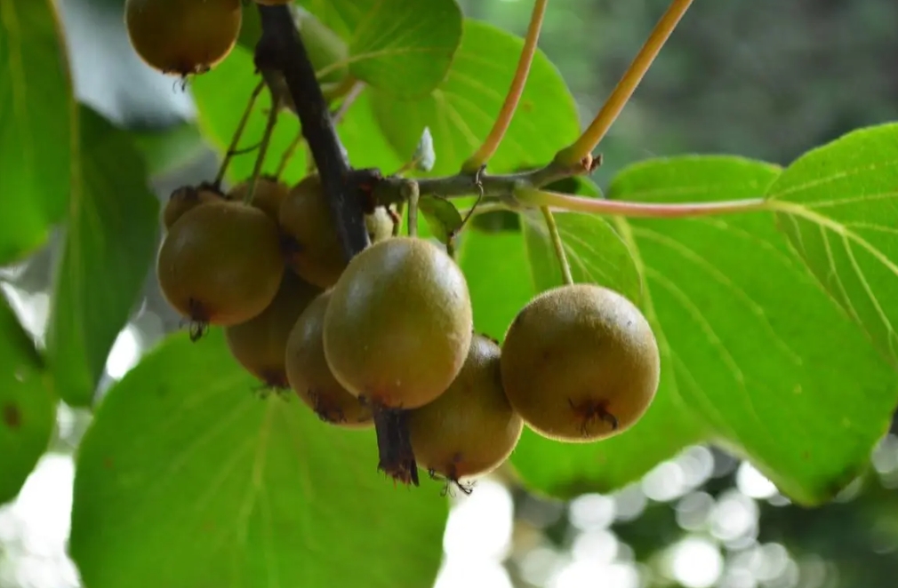 全球搜尋野生獼猴桃的特產(chǎn)故鄉(xiāng),地域風(fēng)情畫(huà)卷孕育了不可思議的果香奇跡!