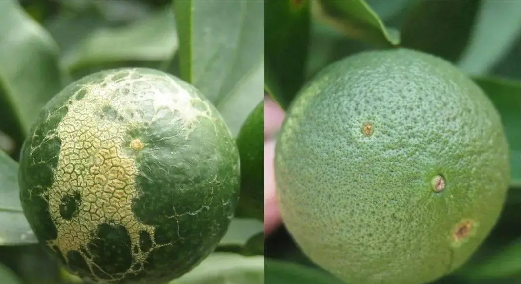 柑橘白癩病防治黑方法,讓果園重煥生機,甜蜜升級!