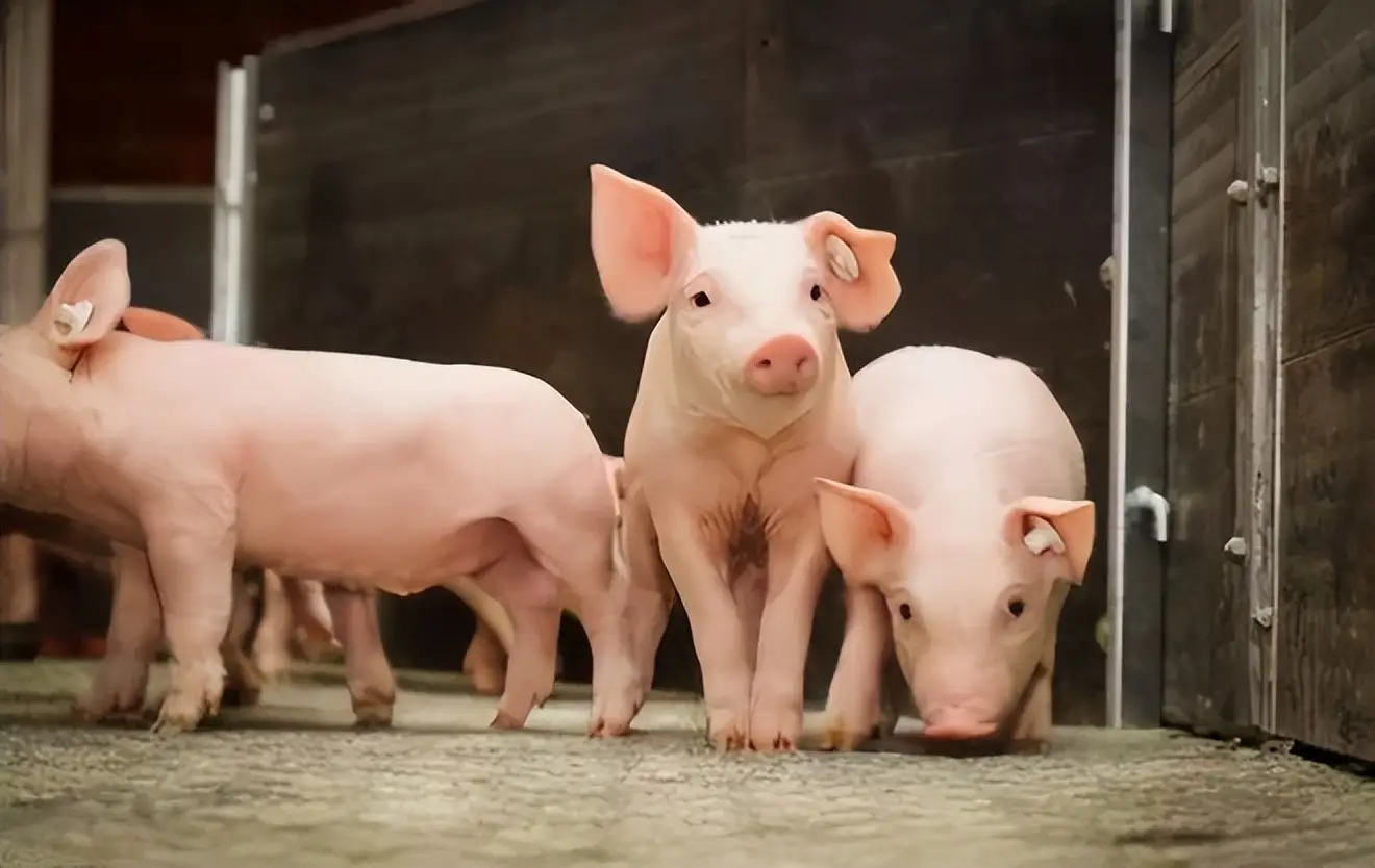 從零到百的食欲飛躍:乳豬誘飼妙招,打造健康養殖新篇章!