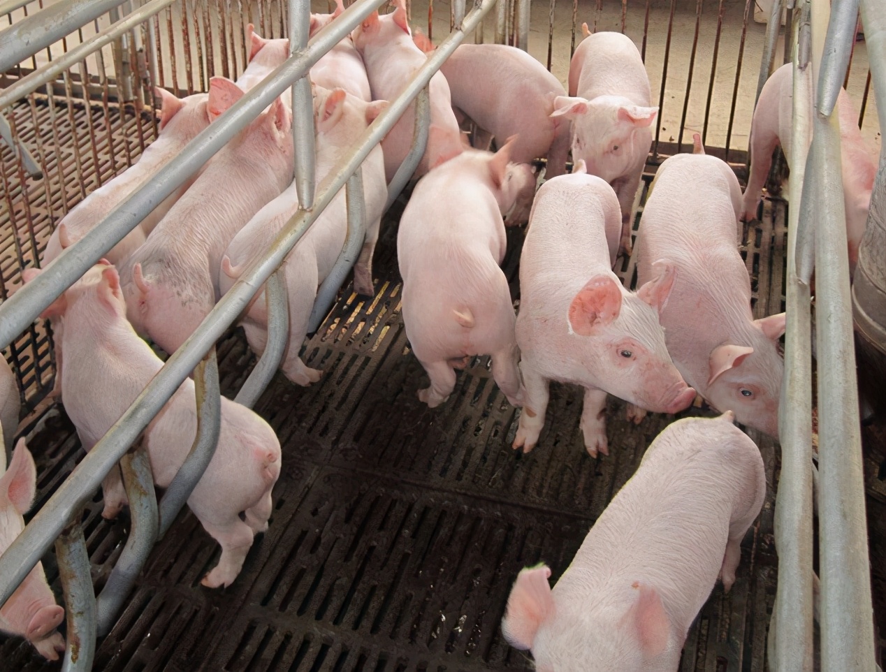 從零到百的食欲飛躍:乳豬誘飼妙招,打造健康養殖新篇章!