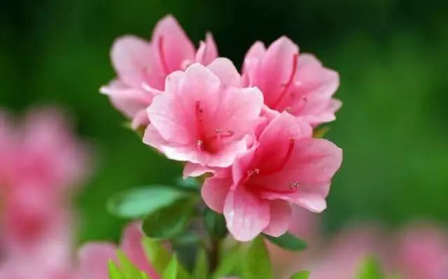 杜鵑花花語之美,寓意深遠——一場關于愛與忠誠的花意盛宴!