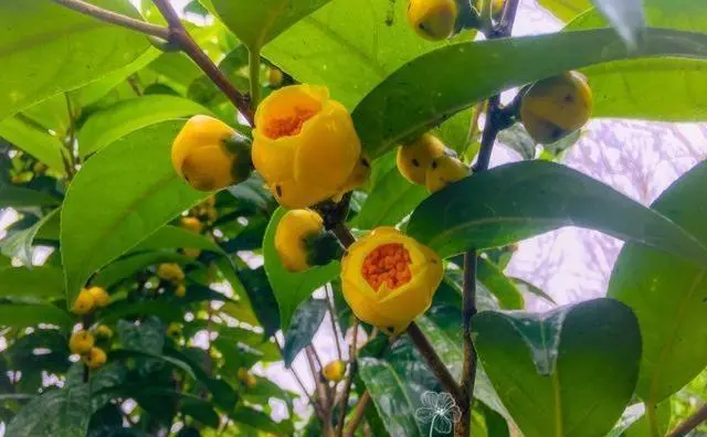 金花茶之謎:開花盛宴VS花苞珍藏,哪個才是泡水養生王道?