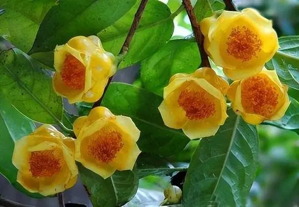 金花茶之謎:開花盛宴VS花苞珍藏,哪個才是泡水養生王道?