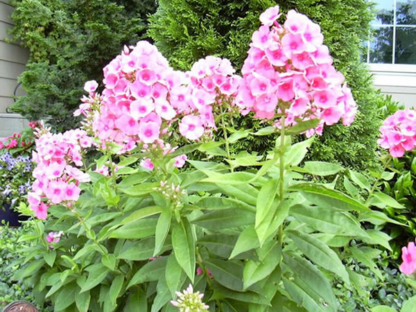福祿考身世大揭秘:多年生還是一年生?園藝界的新謎題!