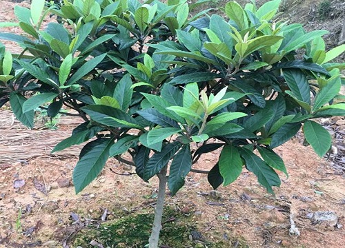 種植枇杷樹喜陰還是喜陽?如何打造枇杷???????最佳生長環(huán)境?