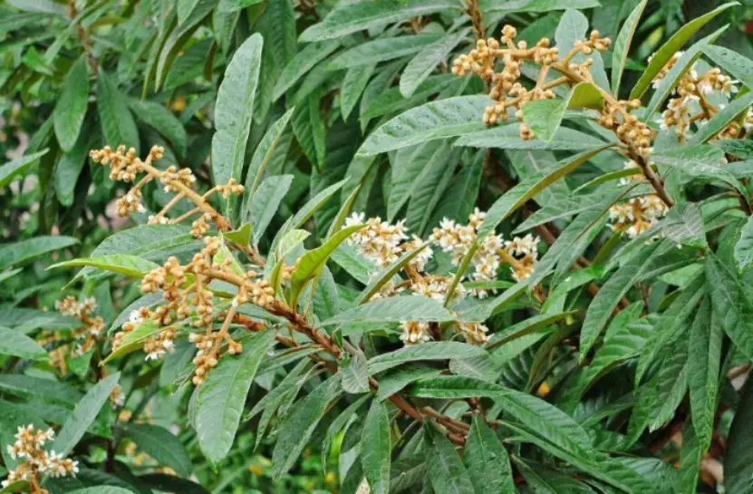 種植枇杷樹喜陰還是喜陽?如何打造枇杷???????最佳生長環(huán)境?