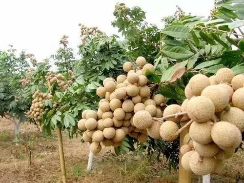 桂圓樹種植最佳氣候土壤條件,輕松收獲甜美果實