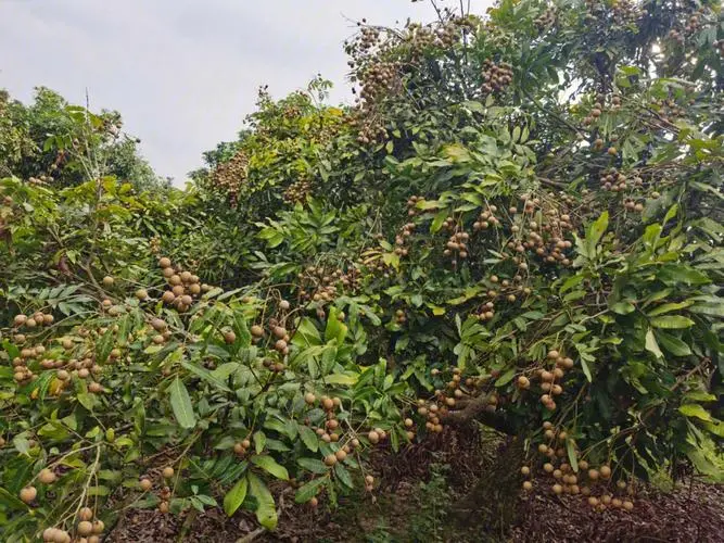 桂圓樹種植最佳氣候土壤條件,輕松收獲甜美果實