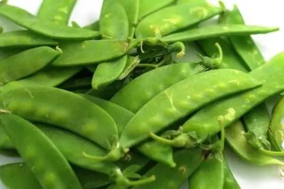荷蘭豆沒熟會中毒嗎?如何安全食用荷蘭豆,避免“豆”你玩