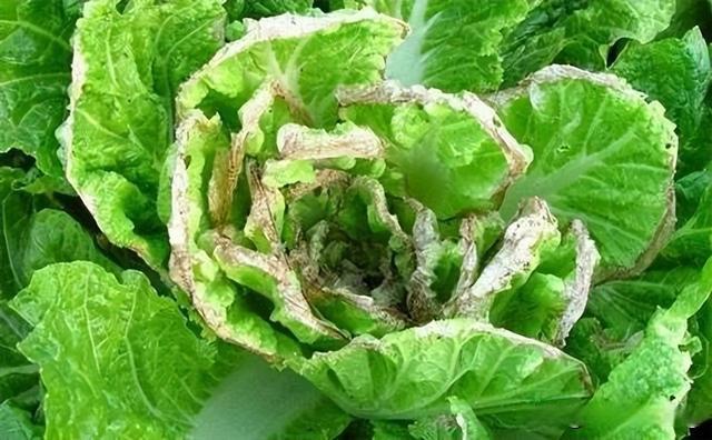白菜種植常見的病蟲害防治方法,專家教你輕松守護菜園健康防線!