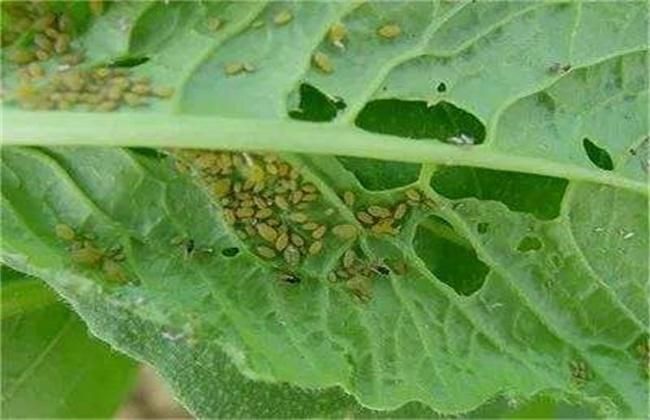 白菜種植常見的病蟲害防治方法,專家教你輕松守護菜園健康防線!
